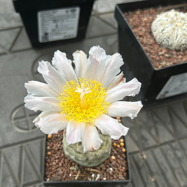 Tephrocactus geometricus (Huevos de Dragón)