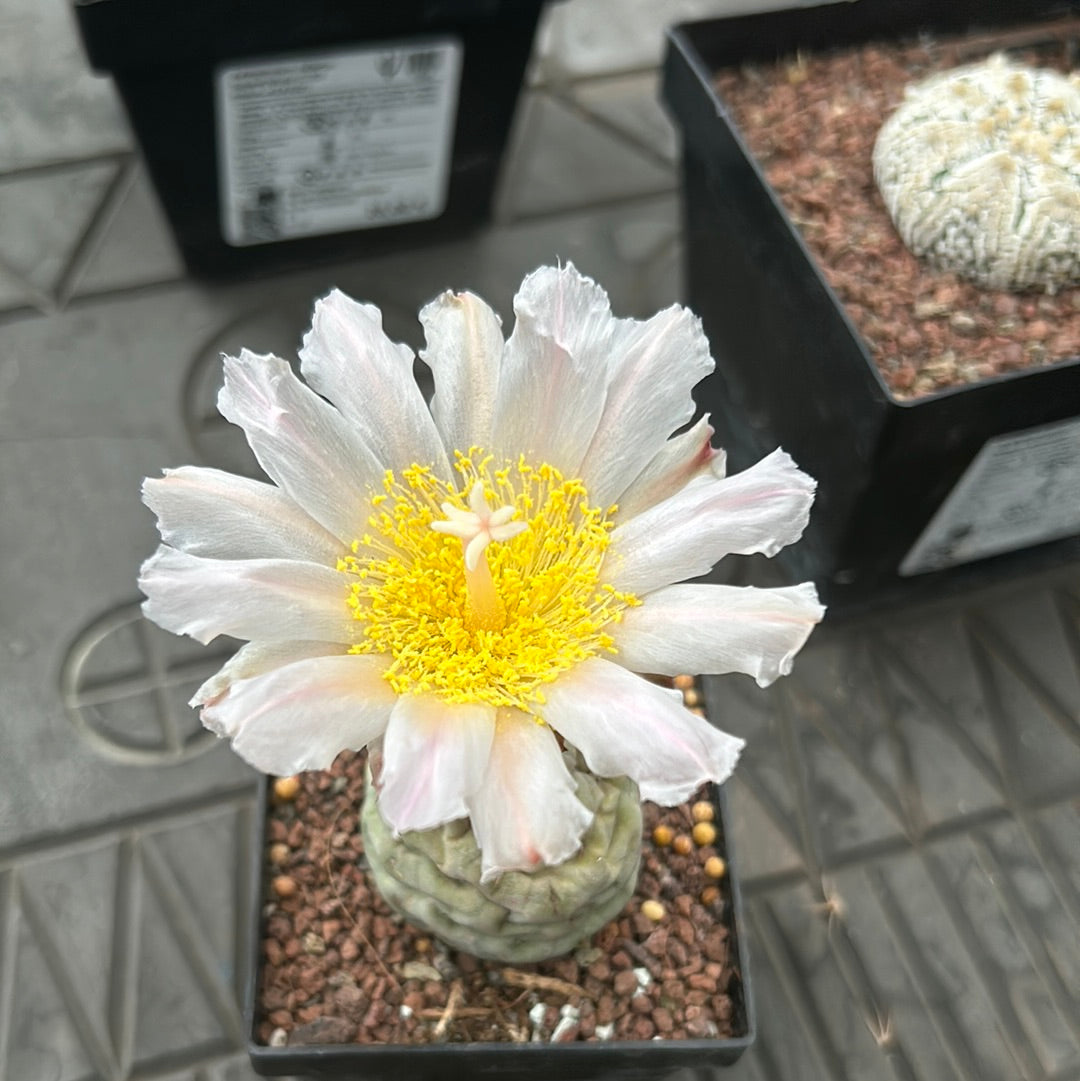 Tephrocactus geometricus (Huevos de Dragón)