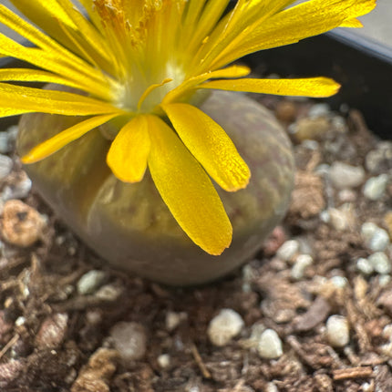 Lithops bromfieldii var. insularis C057