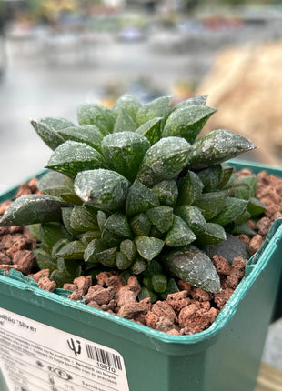 Haworthia 'Redstone'