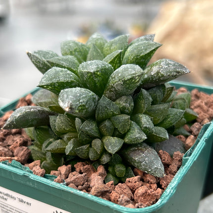 Haworthia ‘Silver Fossile’