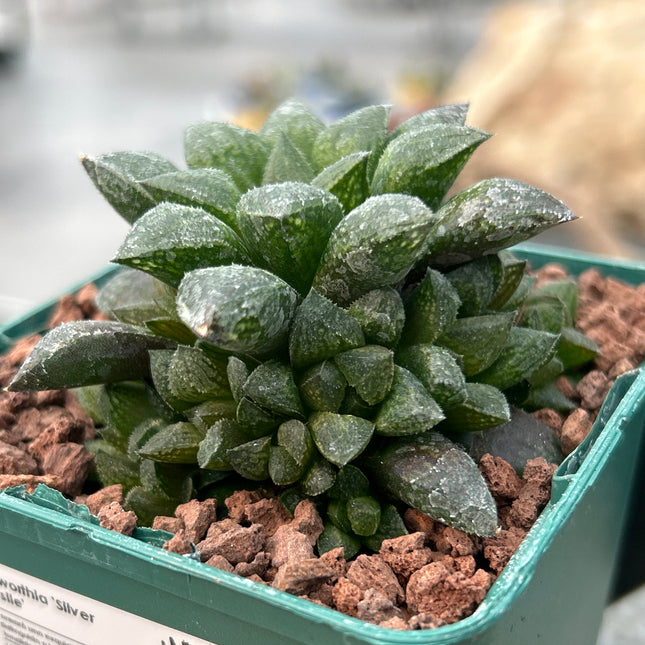 Haworthia 'Redstone'