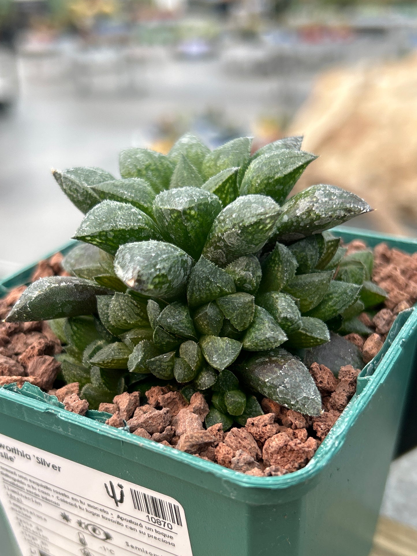 Haworthia ‘Redstone’