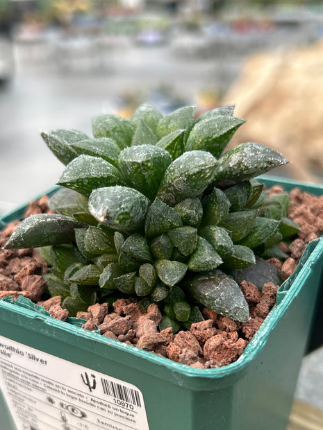 Haworthia 'Redstone'