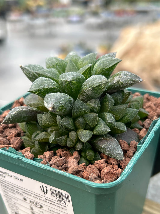 Haworthia ‘Redstone’