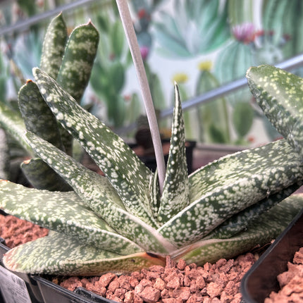 Gasteria retusa