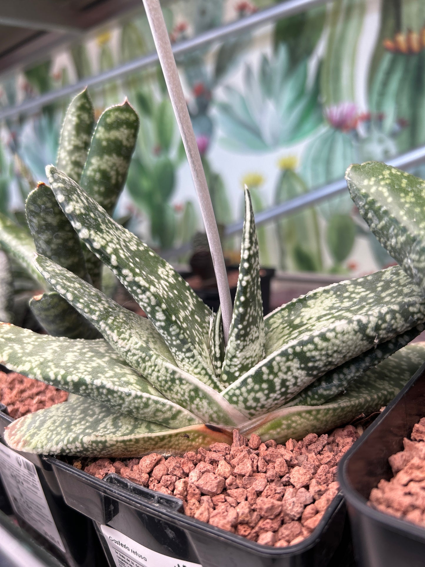 Gasteria retusa