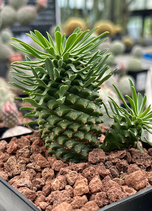 Euphorbia 'Sotetsu Kirin'