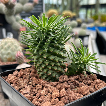 Euphorbia 'Sotetsu Kirin'