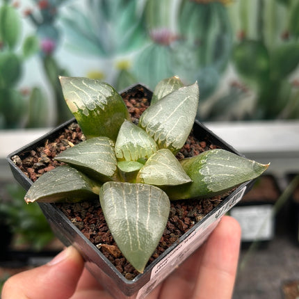 Haworthia 'West wind'