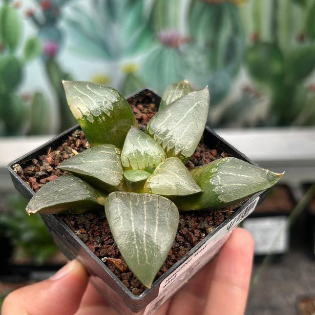 Haworthia ‘West wind’