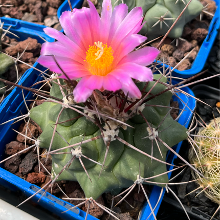 Thelocactus rinconensis