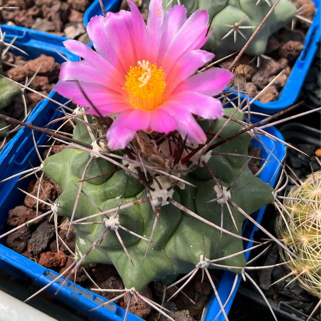 Thelocactus rinconensis
