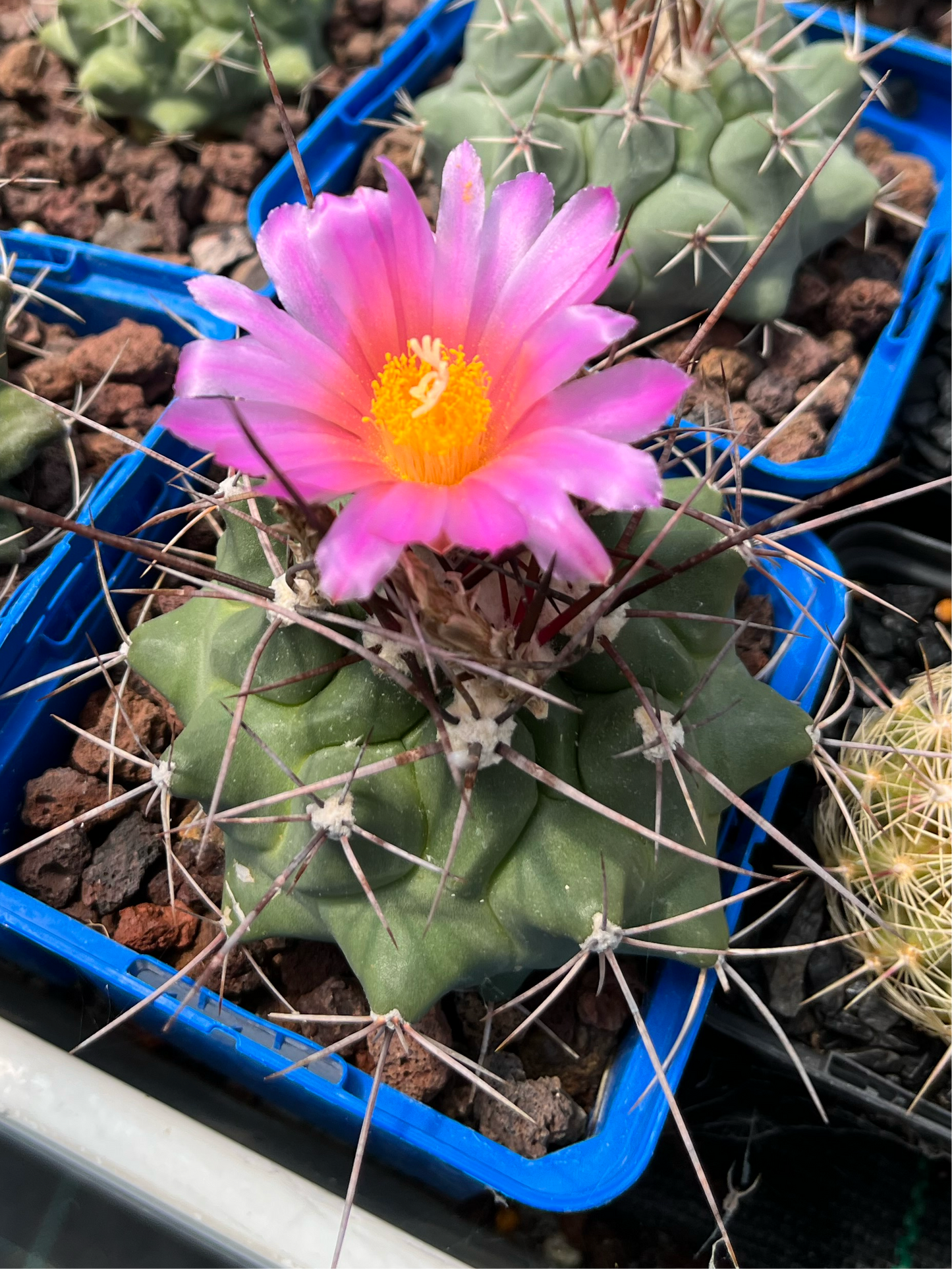 Thelocactus rinconensis