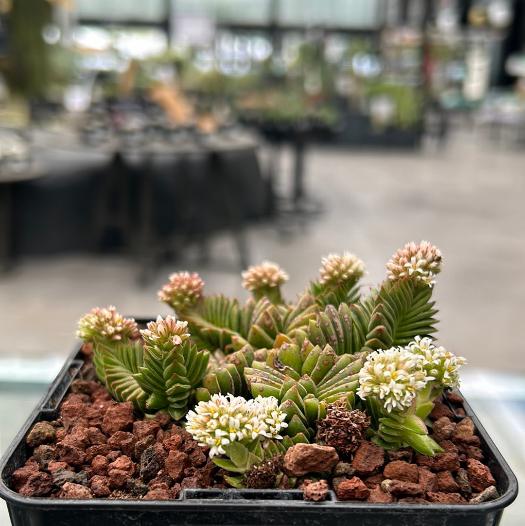 Crassula cv. Estagnol