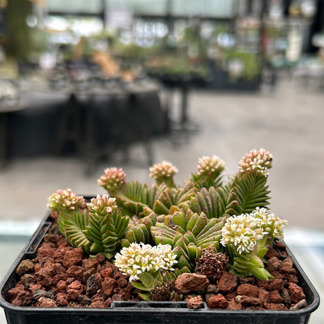 Crassula ‘Estagnol’