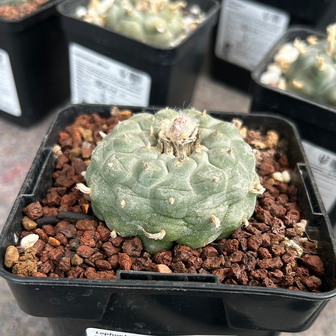 Lophophora williamsii (Peyote)