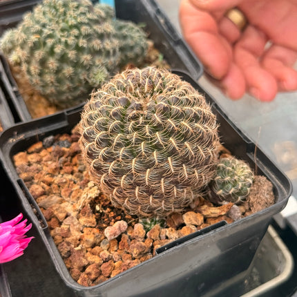Weingartia kruegerae