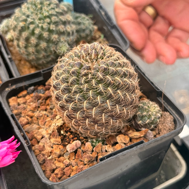 Weingartia kruegerae