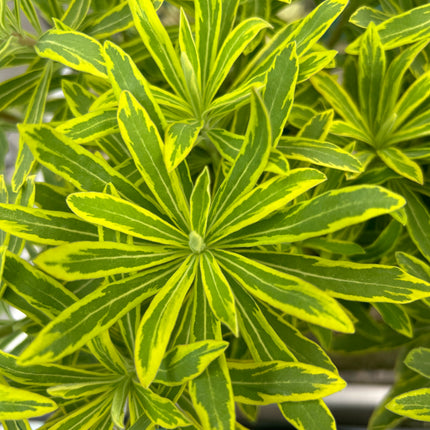 Euphorbia x martinii „Ascot Rainbow“