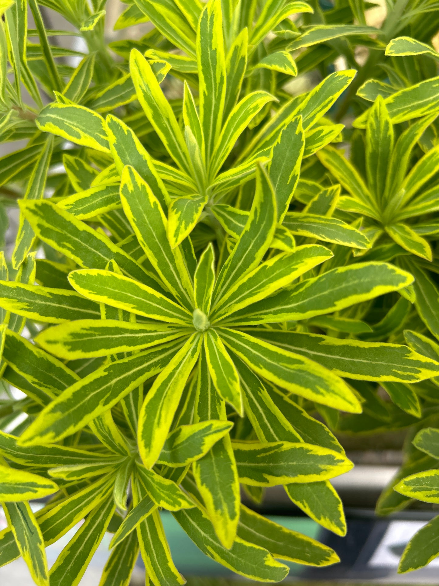 Euphorbia x martinii "Ascot Rainbow"