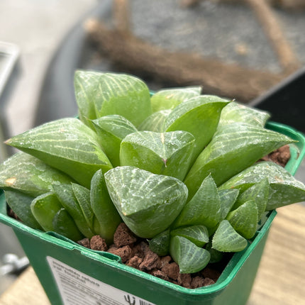 Haworthia retusa var. fouchei