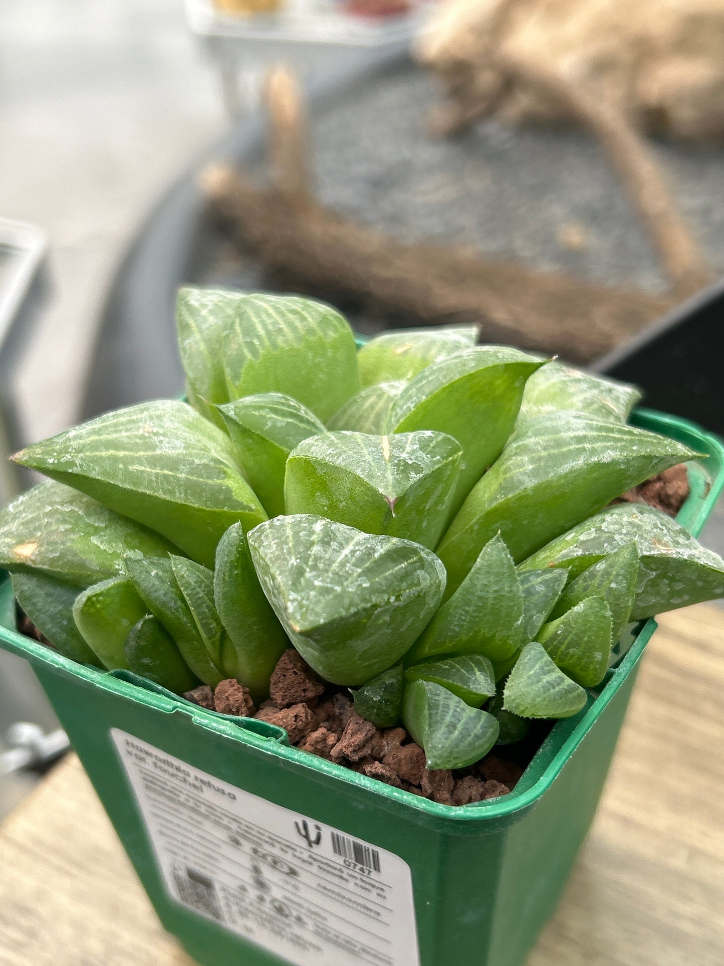 Haworthia retusa var. fouchei