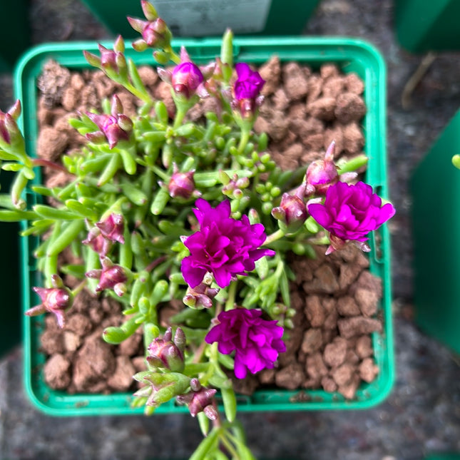 Lampranthus aurantiacus