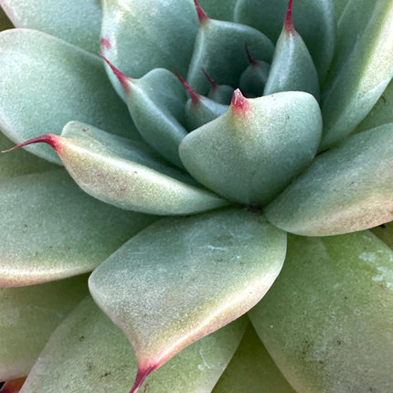 xGraptoveria 'Fianna' | La joya de dos linajes