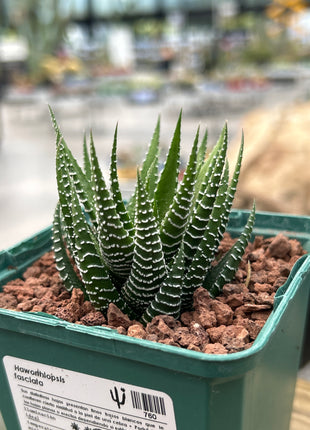 Haworthiopsis fasciata 'S' and 'M'