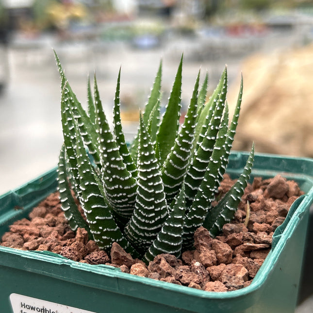 Haworthiopsis fasciata