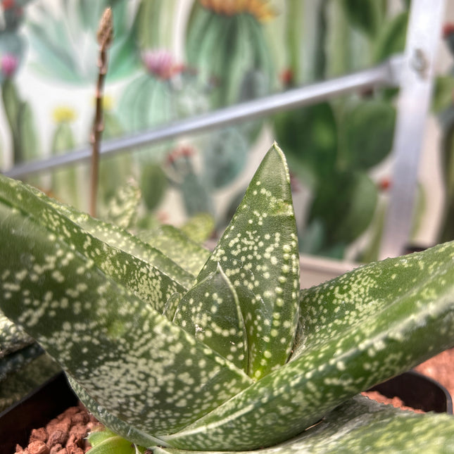 Gasteria tukhelensis