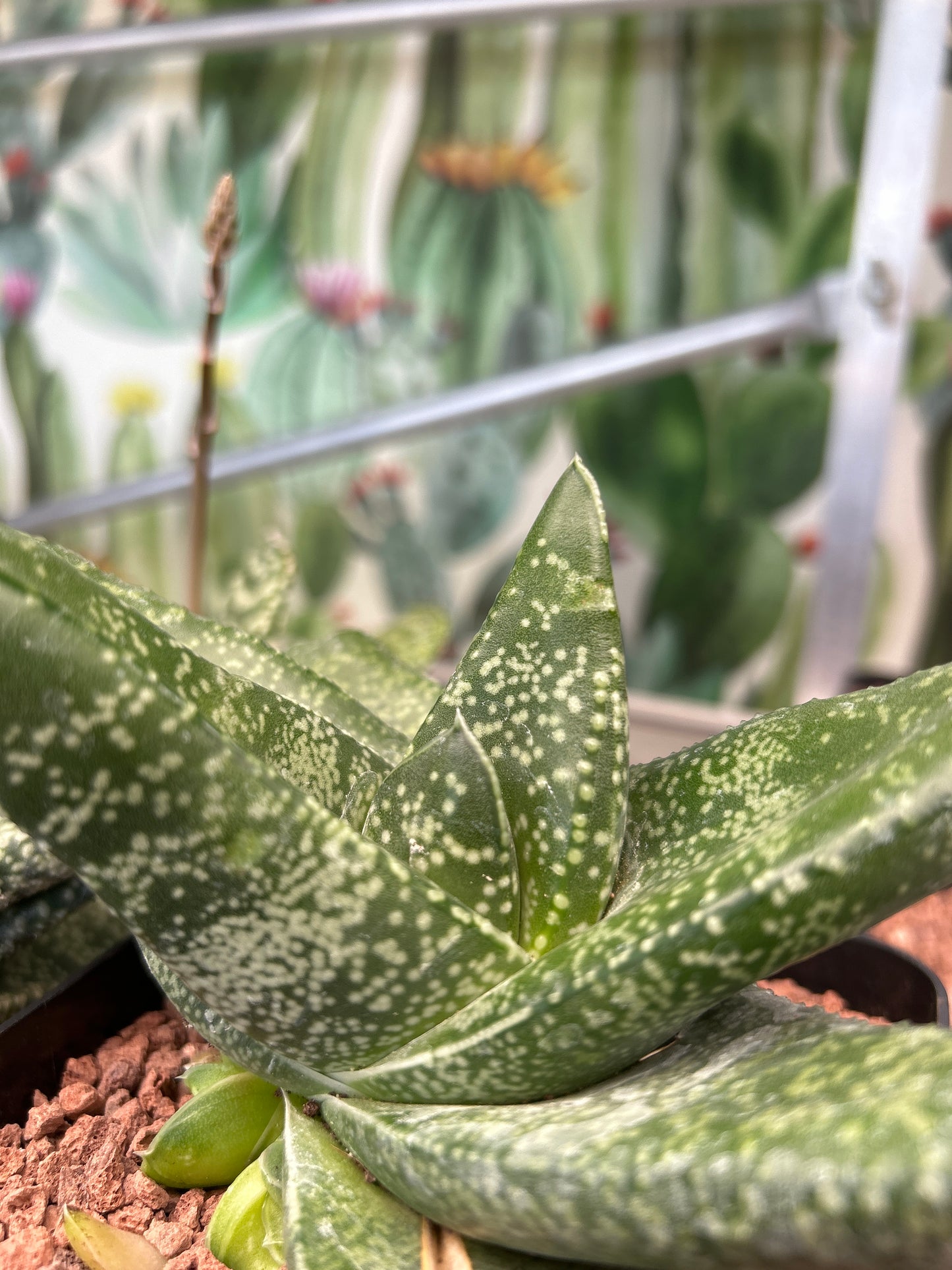 Gasteria tukhelensis