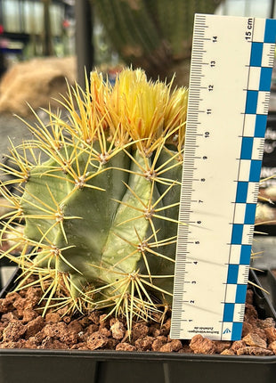 Ferocactus glaucescens