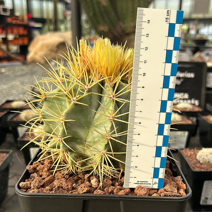Ferocactus glaucescens