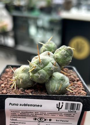 underground puna