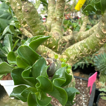 Tylecodon paniculatus | Arbre à beurre