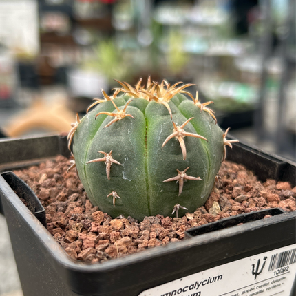 Gymnocalycium unguispinum