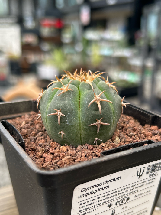 Gymnocalycium unguispinum