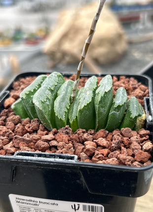 Haworthia truncata ‘Mammoth’