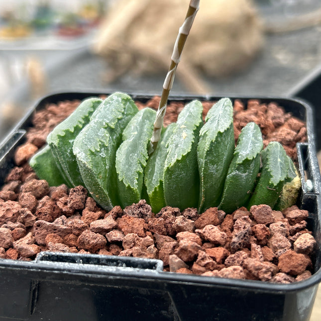 Haworthia truncata ‘Mammoth’