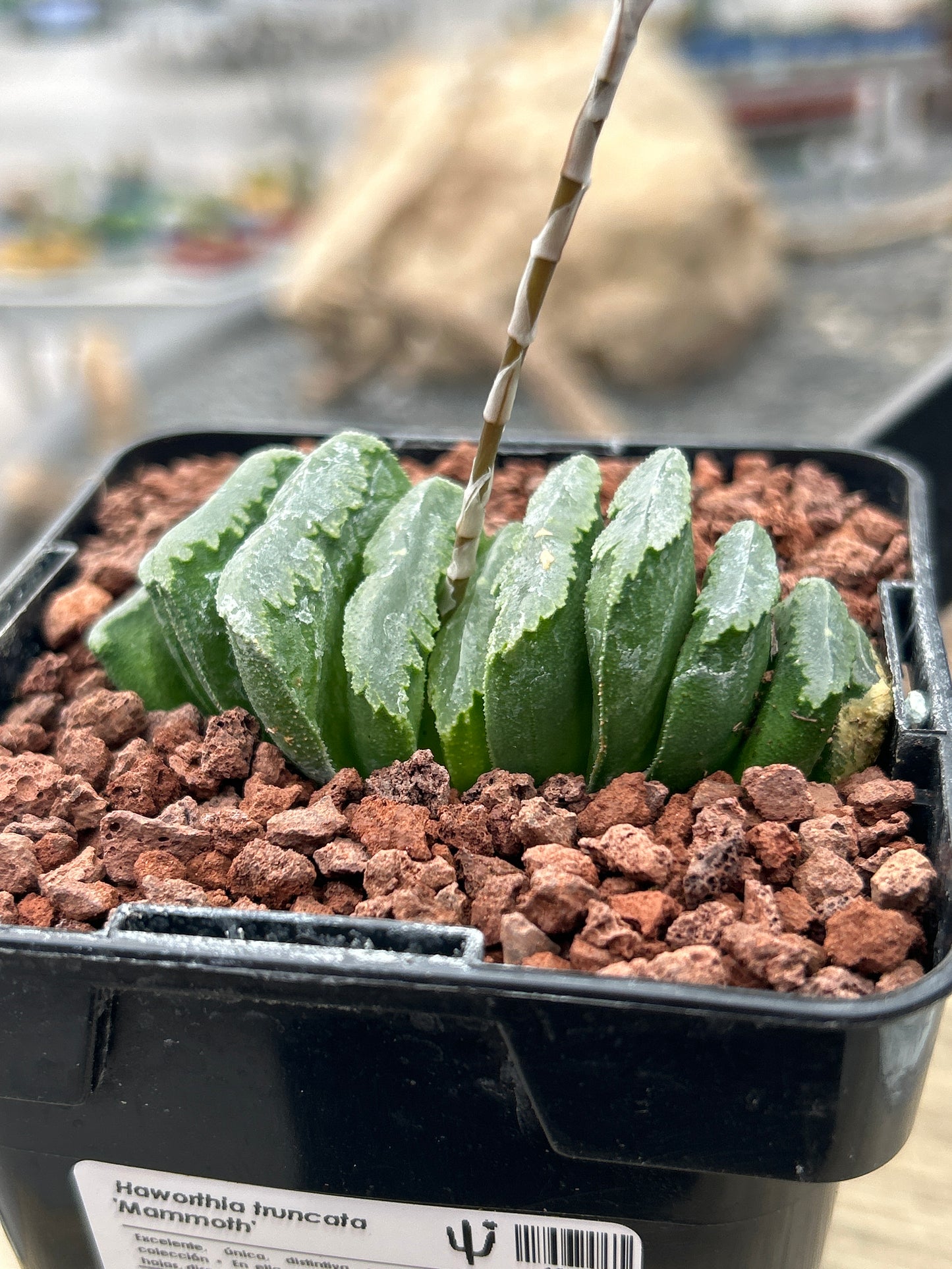 Haworthia truncata ‘Mammoth’