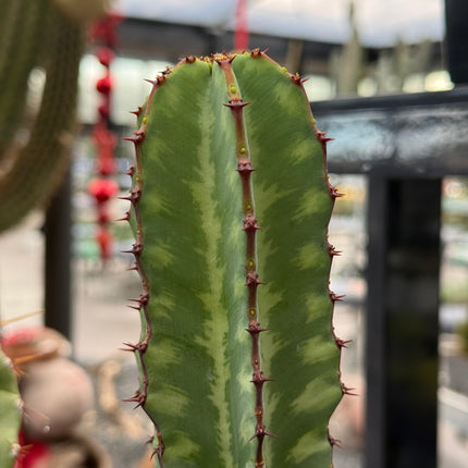 Euphorbia confinalis