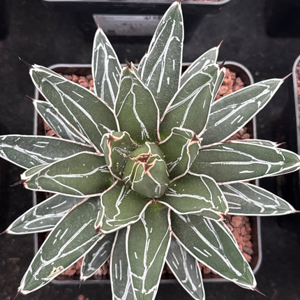 Agave victoriae-reginae