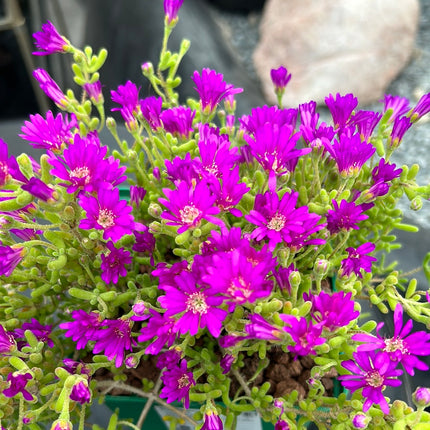 Drosanthemum floribundum