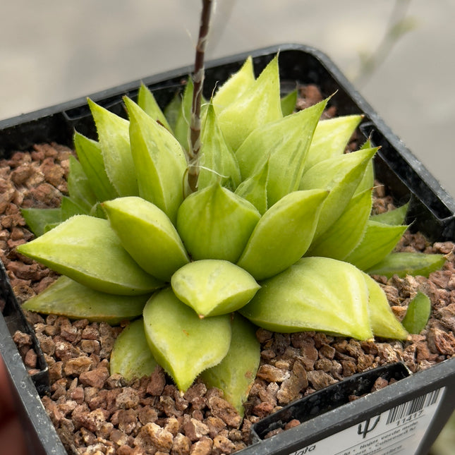 Haworthia maculata var. maculata