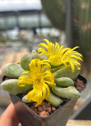 Glottiphyllum nelii
