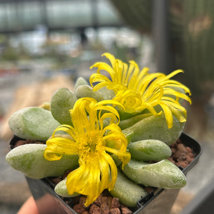 Glottiphyllum nelii