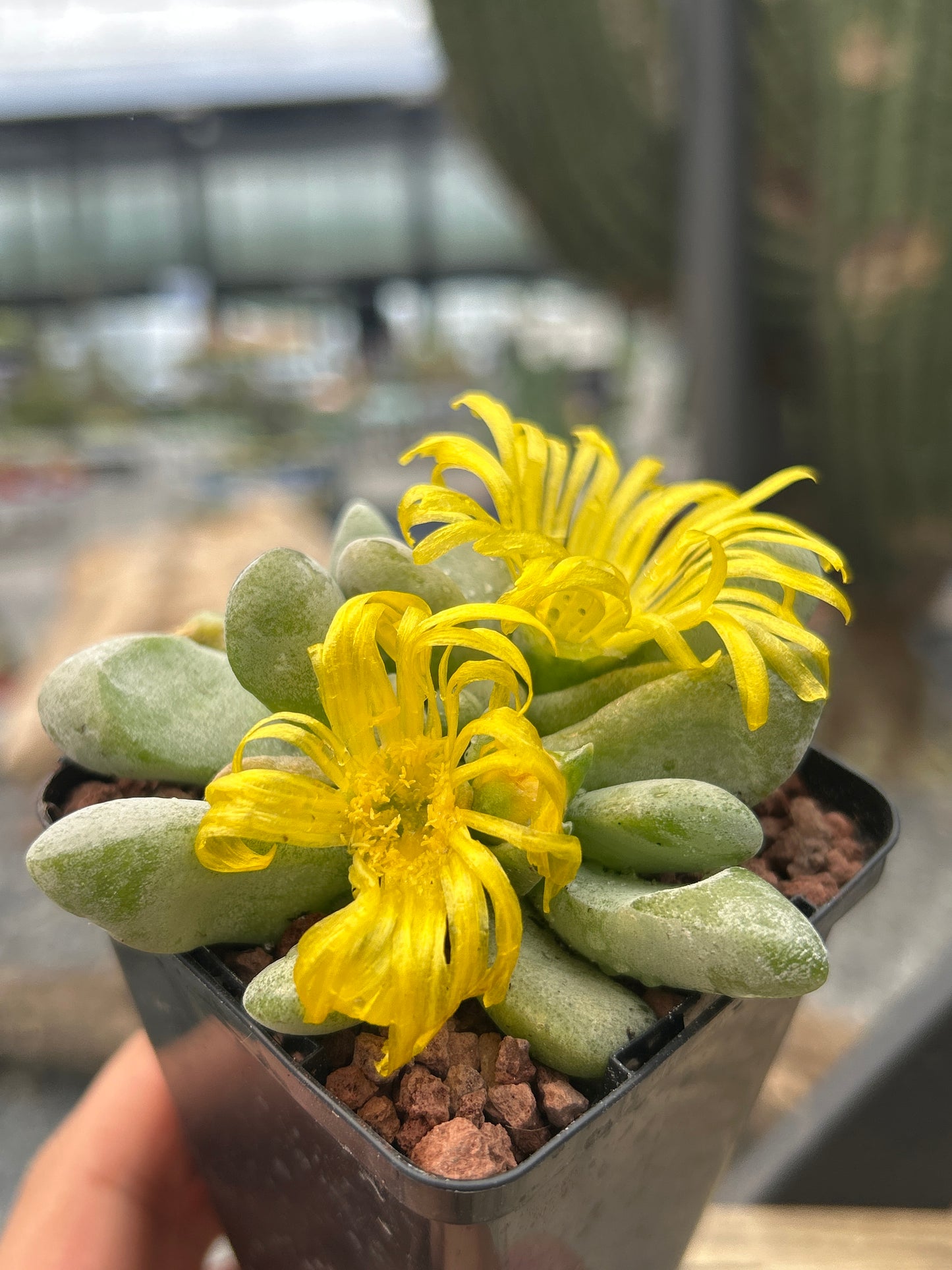 Glottiphyllum nelii