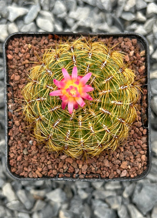 Peruvian Oroya